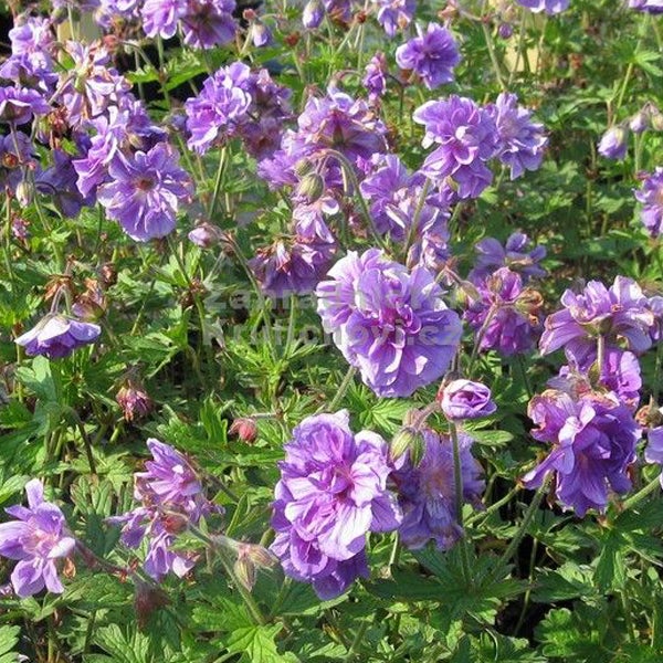 Nahaufnahme von violetten Storchschnabelblüten mit grünen Blättern.