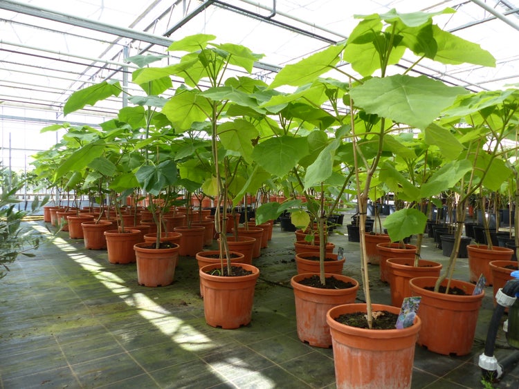 Blauglockenbaum Kiribaum 160 - 180 cm Paulownia tomentosa Kaiserbaum
