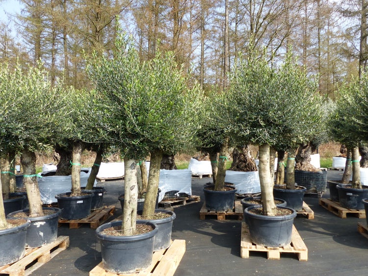 2x Olivenbaum Olive 60 Jahre 200 - 240 cm, beste Qualität, Stammumfang 40 - 50 cm, winterhart, Olea Europaea