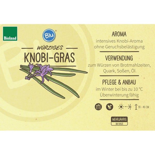 Knobi-Gras in BIO-Qualität - Thulbaghia violacea - Kräuterpflanze im 12cm Topf