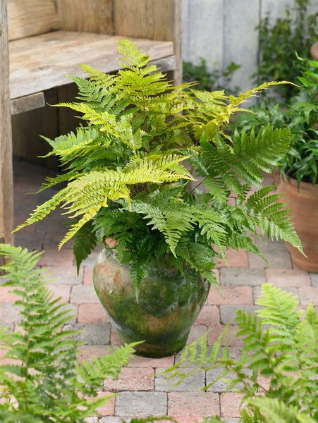 Dryopteris erythrosora, Herbstfarn, bronzefarben, ca. 9x9 cm Topf