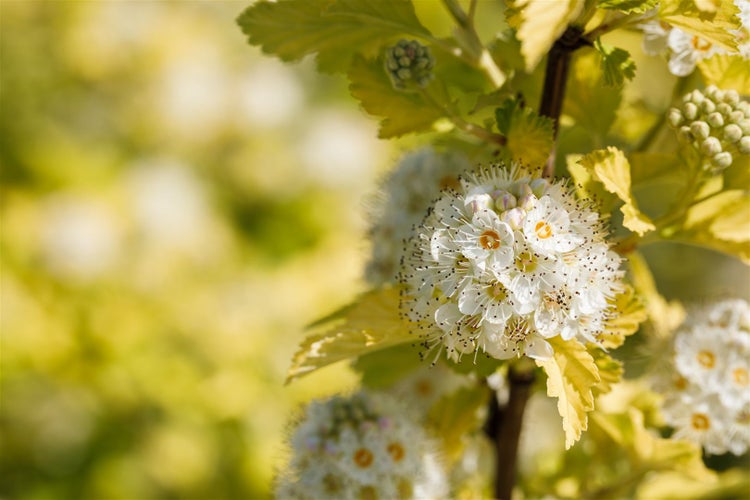 Blütenstand einer Blasenspiere mit weißen Blüten