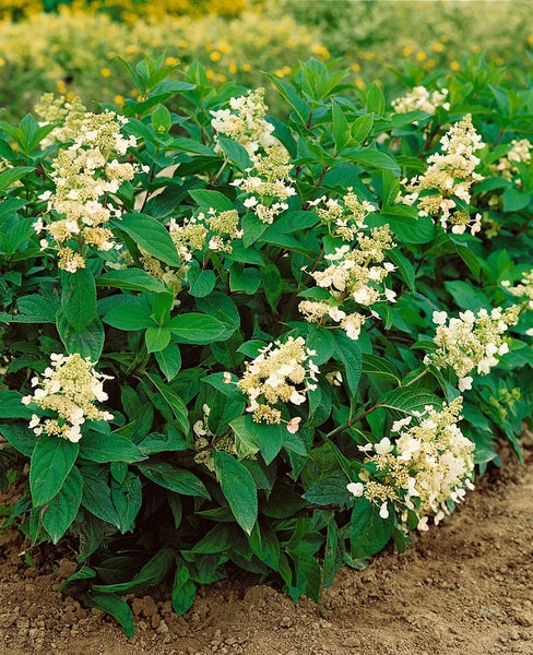 Hydrangea paniculata 'Tardiva', Rispenhortensie, weiß, 40–60 cm