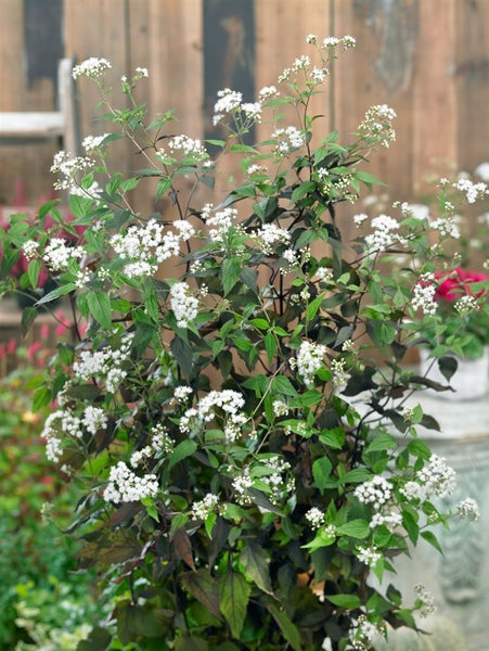 Eupatorium rugosum Chocolate, eine blühende Staude.
