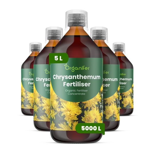 Organifer Chrysanthemendünger, organisches Düngerkonzentrat, 5 Liter Flaschen, ausreichend für 5000 Liter.