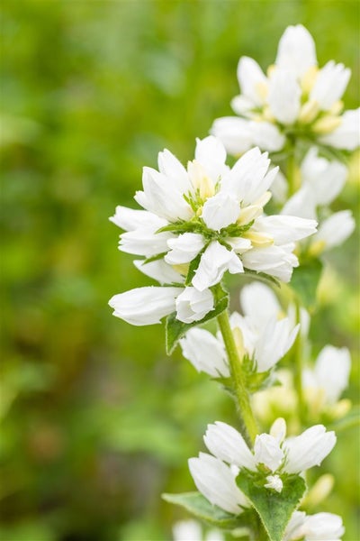Campanula glomerata 'Alba', weiße Glockenblume, ca. 9x9 cm Topf