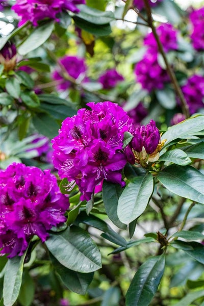 Rhododendron Hybr. 'Blaue Jungs', blau, 40–50 cm