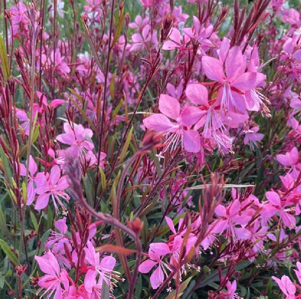 Nahaufnahme einer rosafarbenen Gaura-Pflanze im Garten.