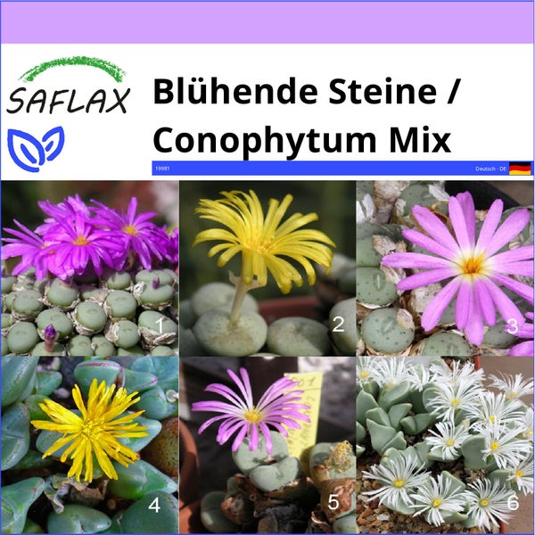 SAFLAX  - Blühende Steine / Conophytum Mix - Conophytum Mix - 40 Samen