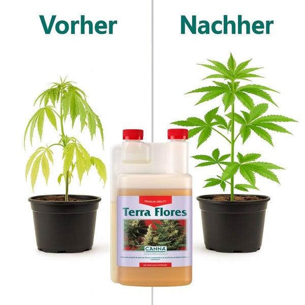 Vorher und Nachher Vergleich einer Pflanze mit Canna Terra Flores Pflanzendünger in einer Flasche.