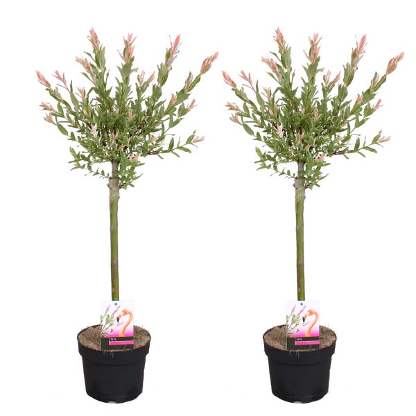 2x Salix Flamingo – Buntweide – Zierweide – Winterhart – ⌀17 cm – ↕75-85 cm