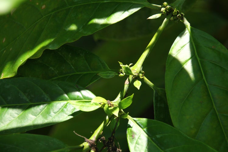 SAFLAX  - Zwergkaffee-Strauch - Coffea arabica nana - 8 Samen