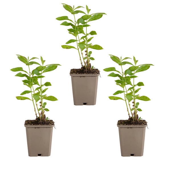 Bloomique - 3er Set - Phlox Paniculata Laura - Phlox - Gartenpflanzen - Winterhart - Höhe 10-20 cm - Topf 9x9 cm