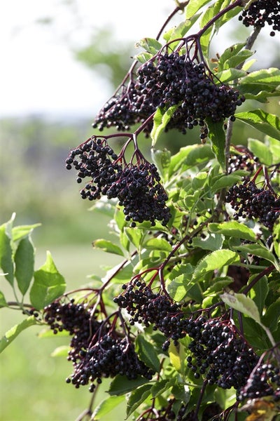 Sambucus nigra, Schwarzer Holunder, 60–100 cm