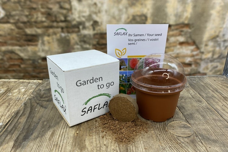SAFLAX Garden to go - BIO - Spinat - Winterriese - Spinacia oleracea - 250 Samen - Mit Topf, Klima - Deckel und Anzuchtsubstrat