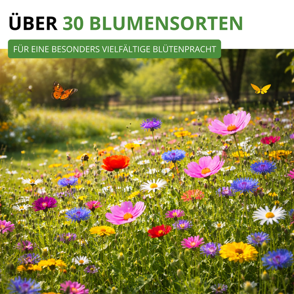 Wildblumenwiese mit über 30 Blumensorten für eine vielfältige Blütenpracht und Schmetterlinge.