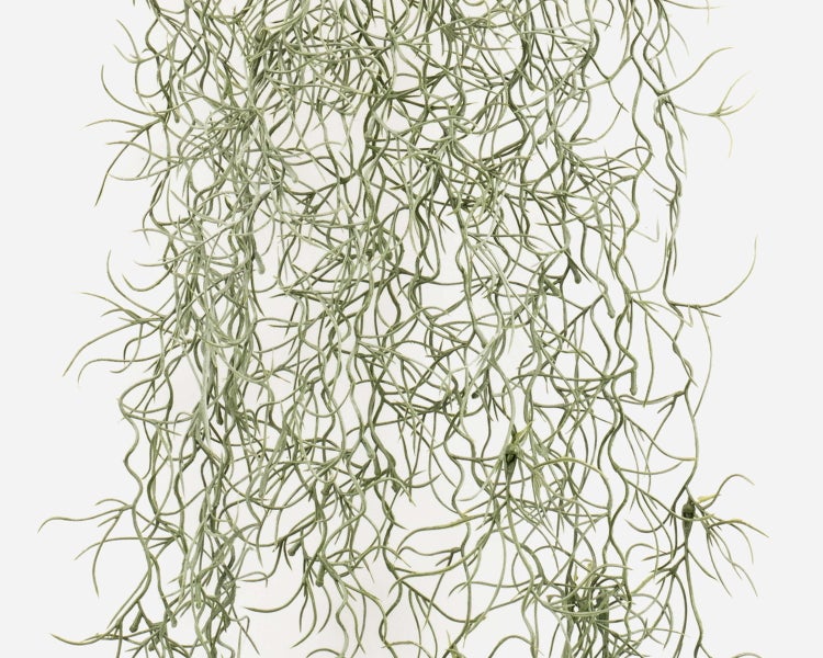 Hängende Luftpflanze Tillandsia usneoides mit dünnen, graugrünen Trieben.