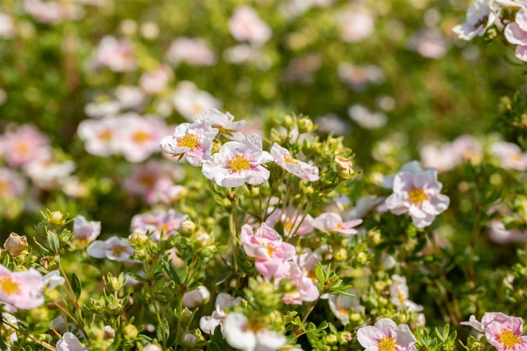 Potentilla 'Pink Queen', Fingerstrauch, rosa Blüten, 30–40 cm