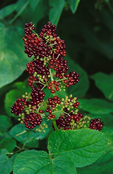 Aralia racemosa, Amerikanischer Narden, ca. 11x11 cm Topf, dekorativ