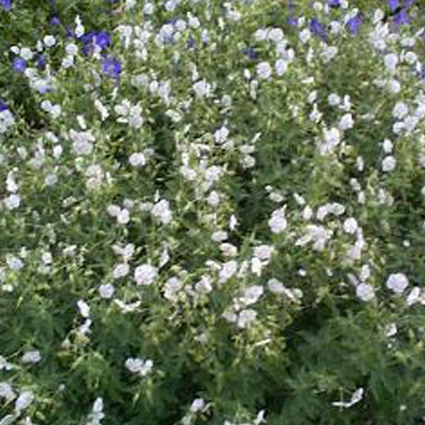 Blütenmeer mit Schleierkraut und blauen Blümen
