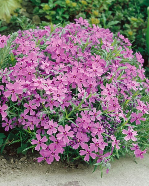 Phlox subulata 'Ronsdorfer Schöne', Teppichphlox, rosa, ca. 9x9 cm Topf