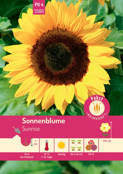 Samenpackung Sonnenblume Sunrise mit Pabst Keimkraft Logo. Aussaat April bis Mai, sonniger Standort, Blüte Juli bis Oktober, Höhe 250 Zentimeter.