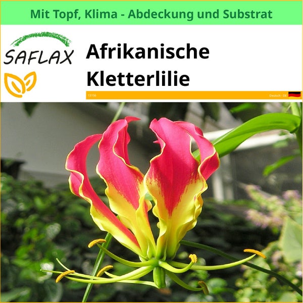 Afrikanische Kletterlilie im Topf mit Klimaabdeckung und Substrat von Saflax