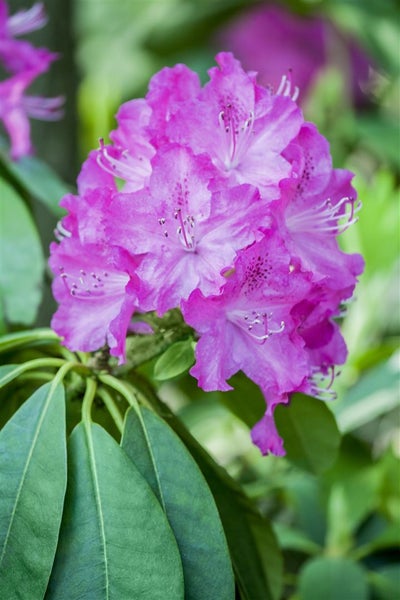 Rhododendron carolinianum 'P.J.Mezitt', rosa Blüten, 20–25 cm