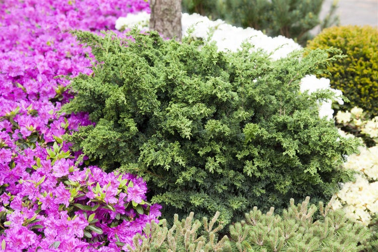 Juniperus chinensis 'Blaauw', Chinesischer Wacholder, 25–30 cm