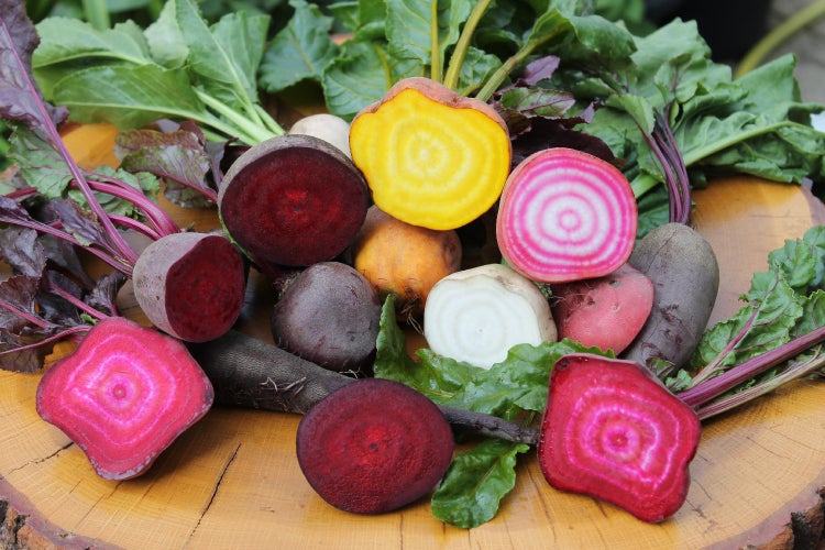 SAFLAX Garden to go - BIO - Rote Beete - Chioggia - Beta vulgaris - 70 Samen - Mit Topf, Klima - Deckel und Anzuchtsubstrat