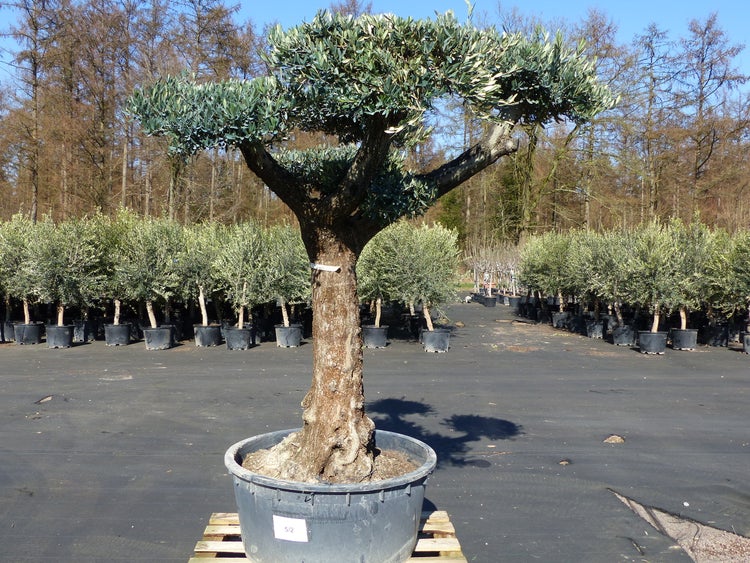 Olivenbaum Pon Pon 220 cm Bonsai Formgehlz, winterhart | HORNBACH