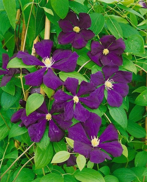 Clematis viticella 'Blue Belle', Waldrebe, blau, 60–100 cm