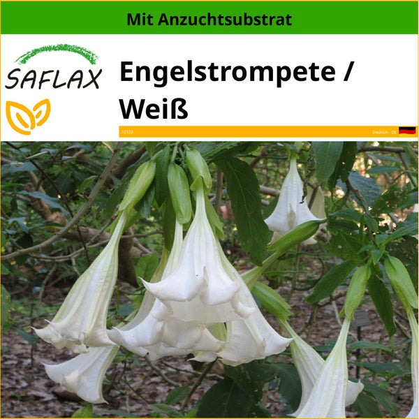 SAFLAX  - Engelstrompete / Weiß - Brugmansia suaveolens - 10 Samen - Mit keimfreiem Anzuchtsubstrat