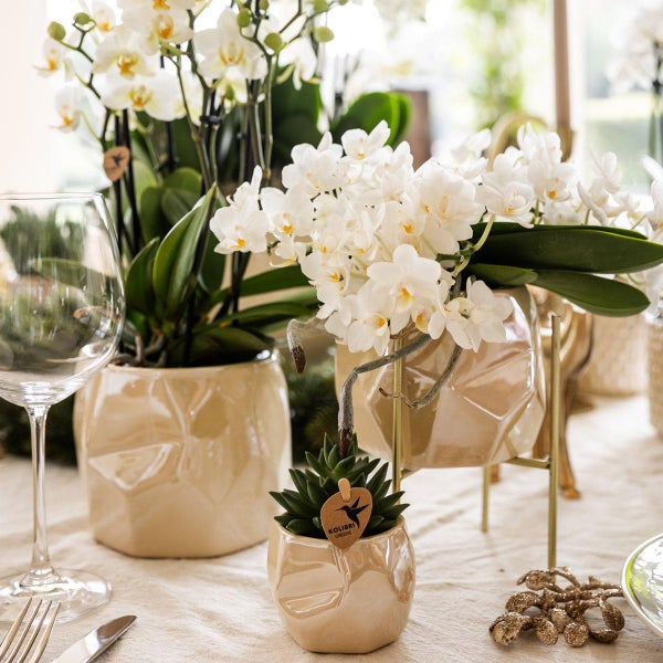 Dekorativer Tisch mit Orchideen und Sukkulenten in geometrischen Töpfen