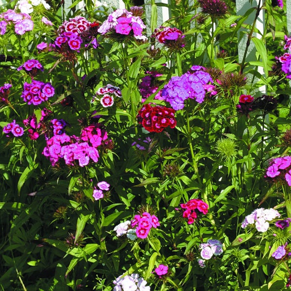 Blühende Bartnelken im Gartenbeet