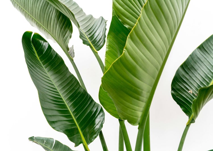 Strelitzia Augusta Mehrstamm XXL - 250 cm - ø30-40