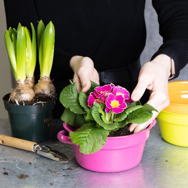 Person beim Umtopfen einer Primel in einen bunten Blumentopf, daneben stehen Hyazinthen in einem Pflanztopf und eine Gartenschaufel.