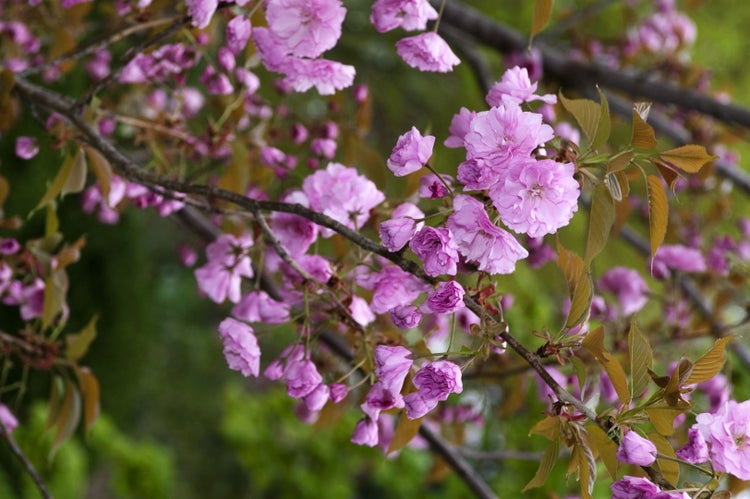 Prunus serrulata 'Kanzan', Japanische Blütenkirsche, rosa, 125 cm Stammhöhe