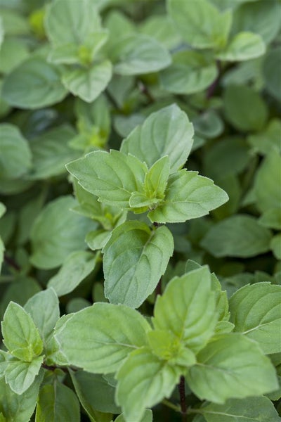 Mentha x piperita var. citrata 'Lemon', Zitronenminze, ca. 9x9 cm Topf