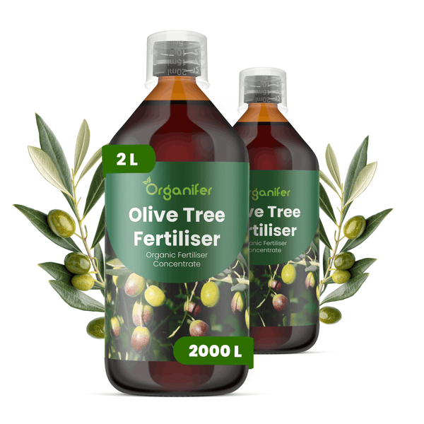 Organifer Olivenbaum Dünger, organisches Düngerkonzentrat, 2 Liter.