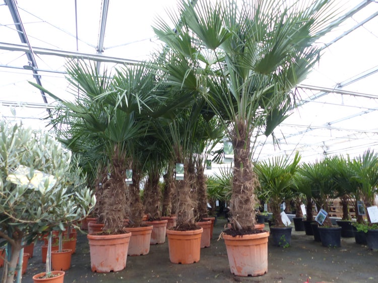 5 Stück 45L Trachycarpus Fortunei Palme, winterhart 200 - 250 cm