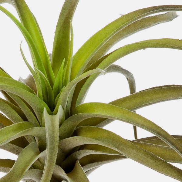 Grüne Tillandsia Luftpflanze mit spitzen, gebogenen Blättern.