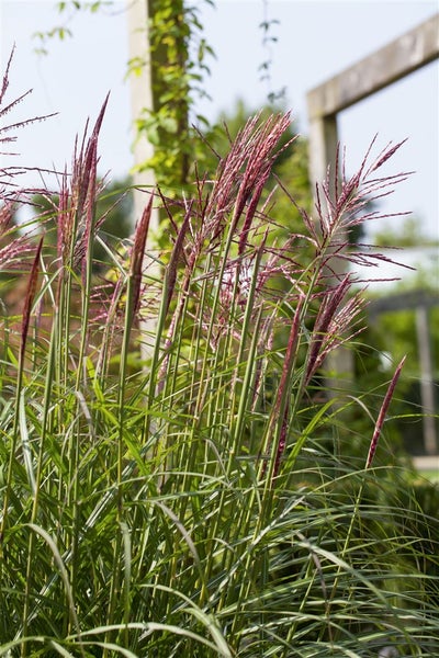 Miscanthus sinensis 'Rotsilber', Chinaschilf, rot-silber, 3-5 L Container