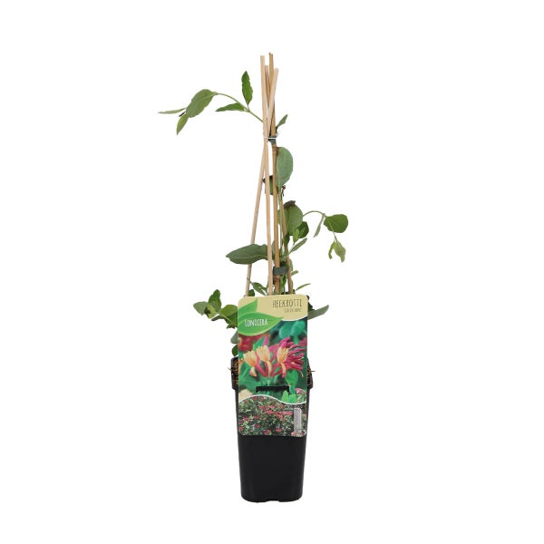 Bloomique – Lonicera Heckrottii Goldflame – Geißblatt – Rot, Gelb – Kletterpflanzen – Gartenpflanzen – Winterhart – Topf 15 cm – 70–80 cm hoch