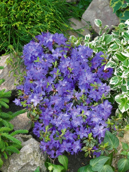 Rhododendron impeditum 'Saint Merryn', kompakt, lila, 20–25 cm