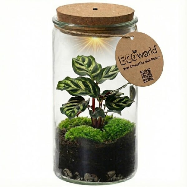 Ecoworld Flaschengarten im Glas mit Korkdeckel, integrierter Beleuchtung, Calathea und Moos sowie Ecoworld Logo.