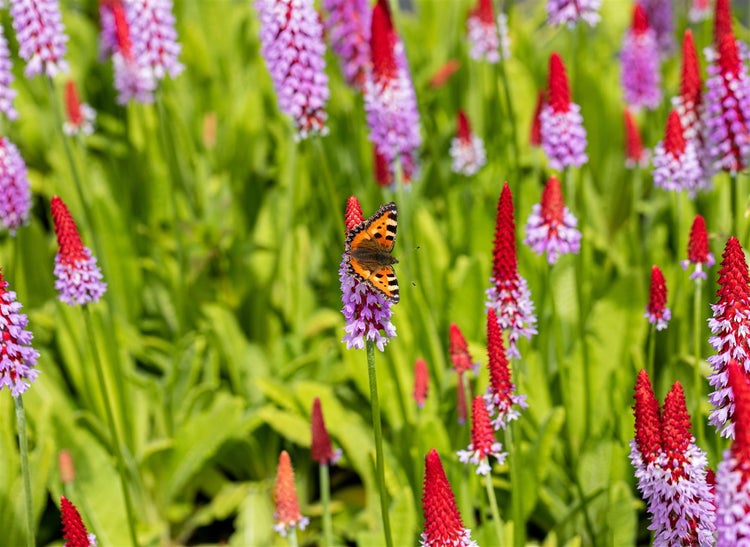 Schmetterling auf einer Kandelaber-Primel im Garten.