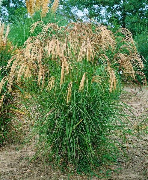 Chinaschilf im Garten