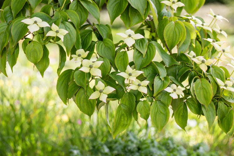 Blühender Blumenhartriegel mit grünen Blättern