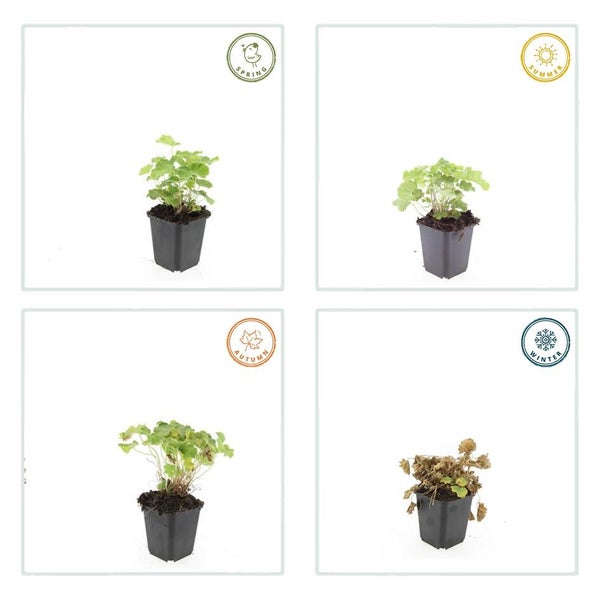 Erscheinungsbild des Frauenmantels Alchemilla mollis im Topf während der vier Jahreszeiten Frühling, Sommer, Herbst und Winter.